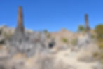 dead desert fan palms in the oasis on the Art Smith trail in the Santa Rosa and San Jacinto Mountains National Monument