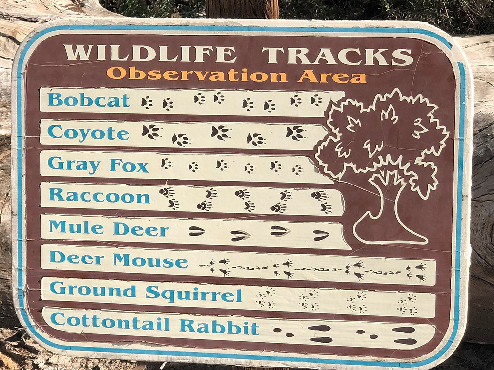 Wildlife tracks poster at the Big Morongo Canyon trailhead