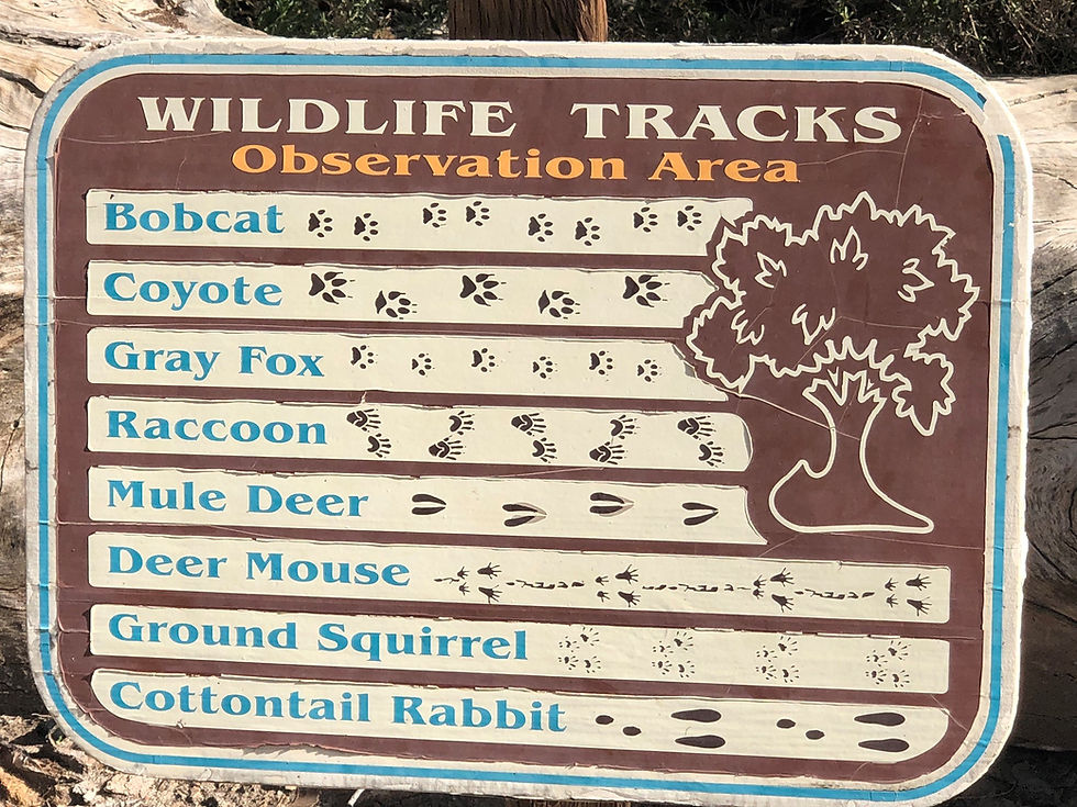 Wildlife tracks poster at the Big Morongo Canyon trailhead