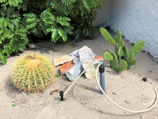 Barrel cactus in Palm Desert garden  