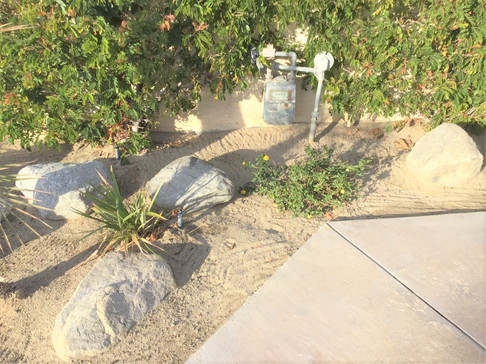 Garden in Palm Desert