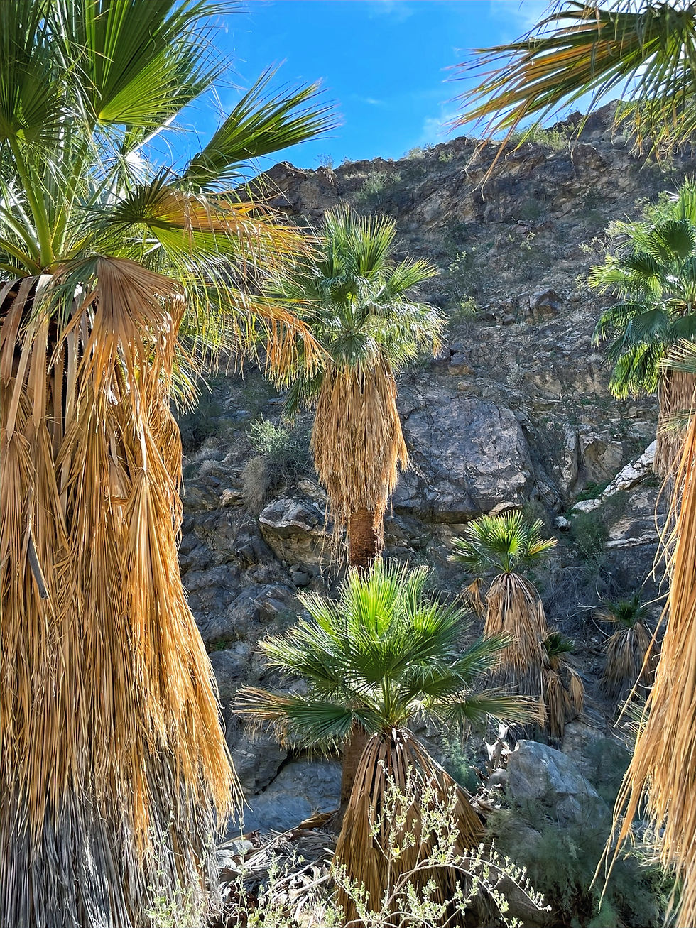 Desert fan palms growing in Jane Hoffbrau Palm Oasis in Palm Springs