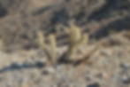 Gander cholla cactus along trail to Murray Hill
