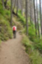 Multnomah to Wahkeena Trail leading through the forest