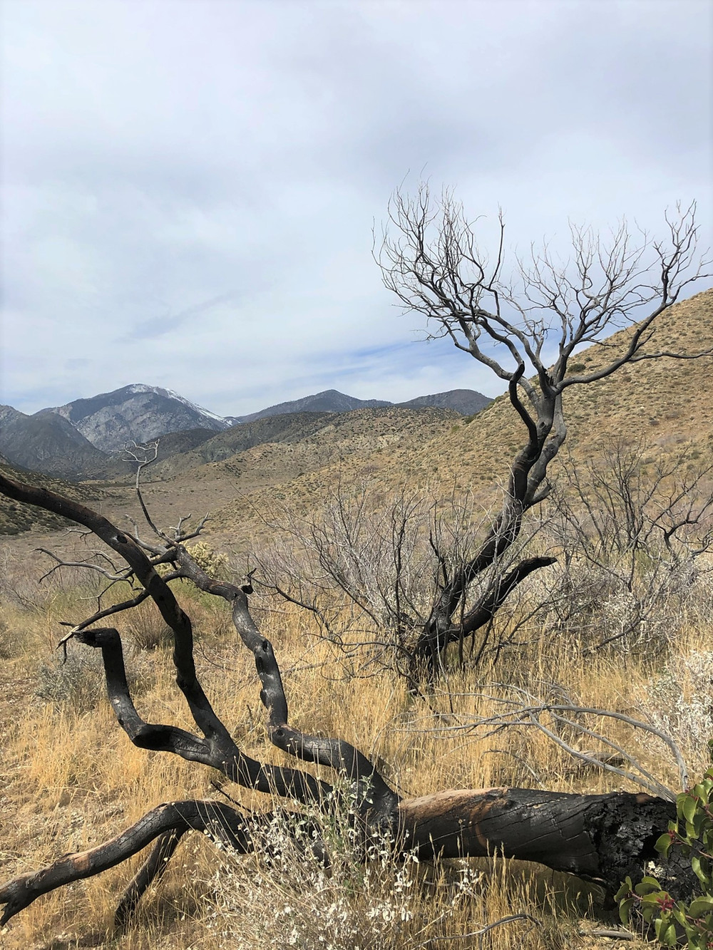 Hiking PCT in the San Gorgonio Wilderness area