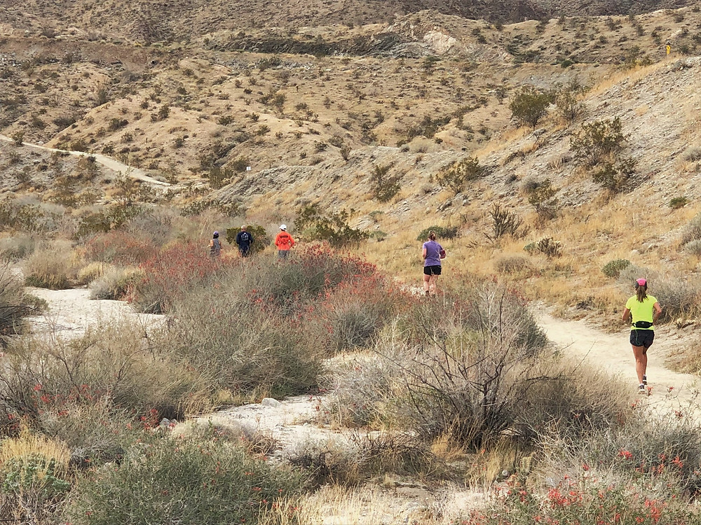 Runners in the Wildflower Festival 5k trail run and walk along the Randall Henderson Trail