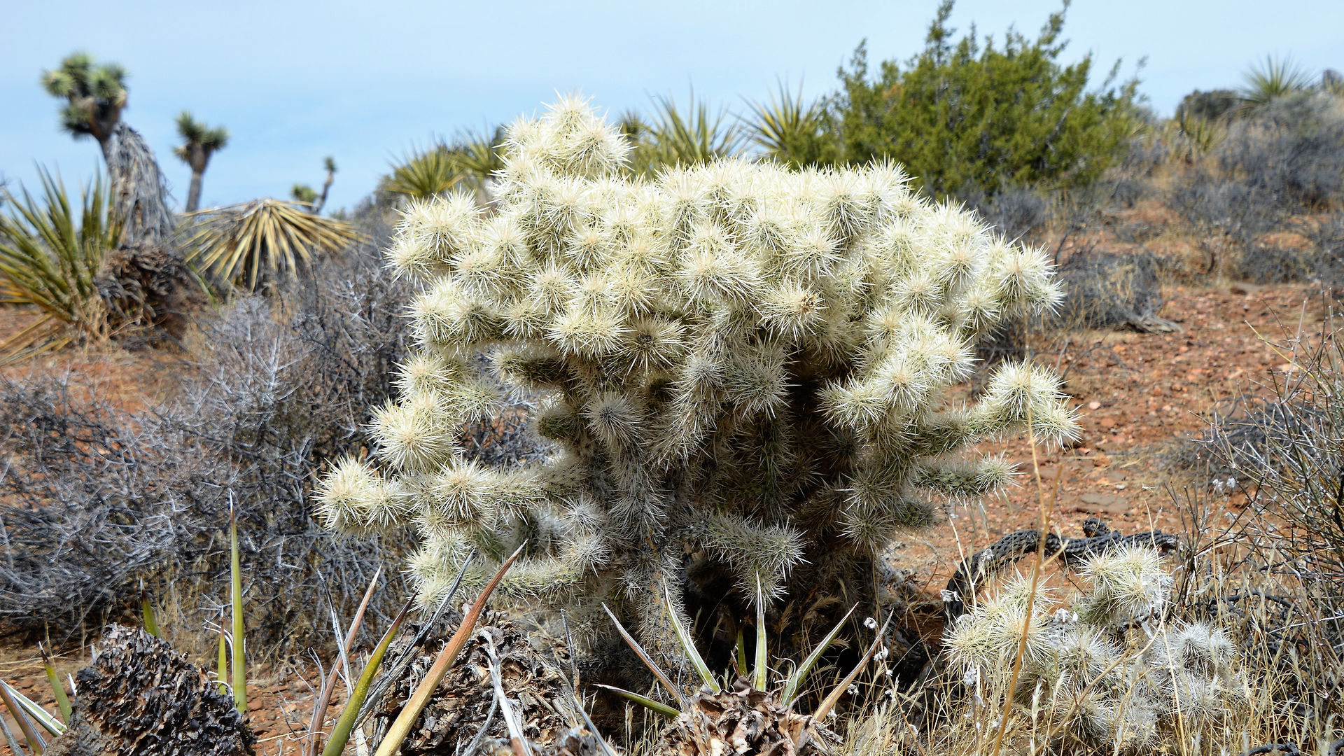teddy bear cholla cactus