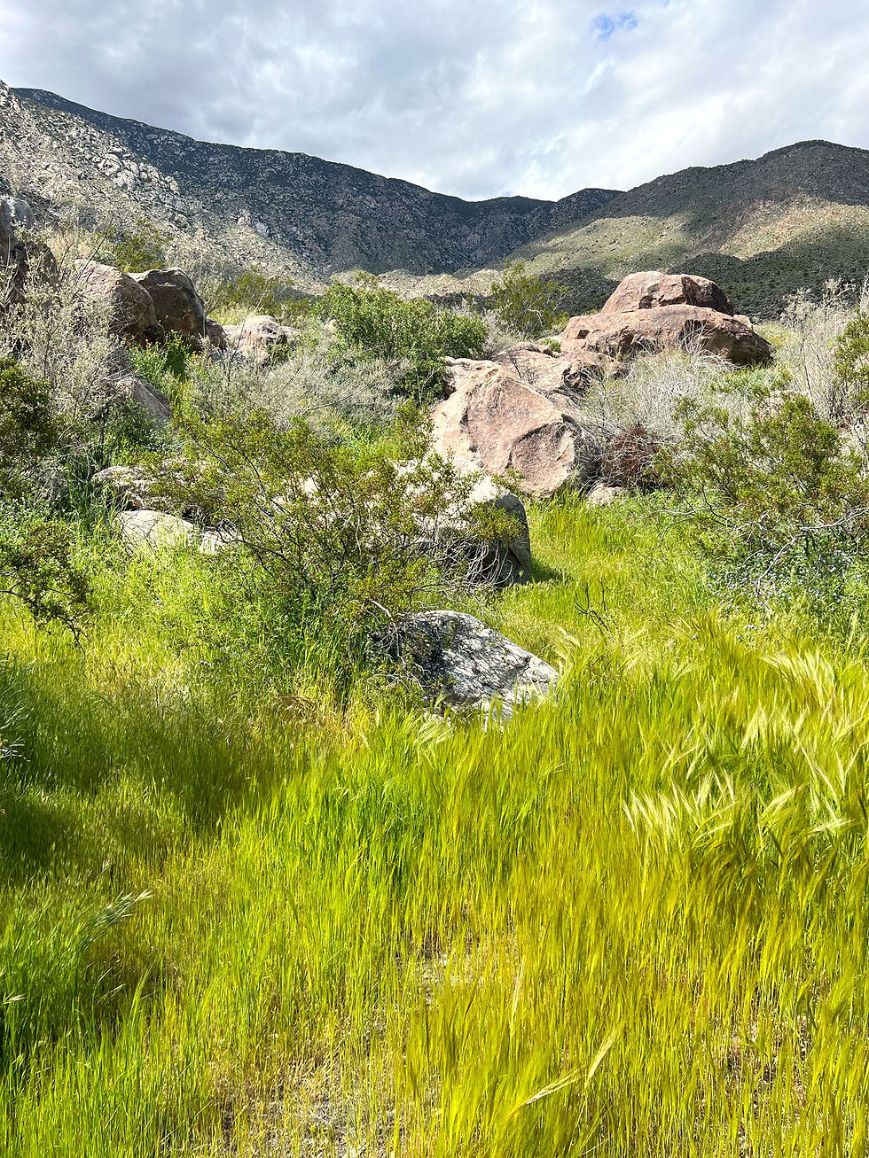 grasses covering the trail leading into Oswit Canyon