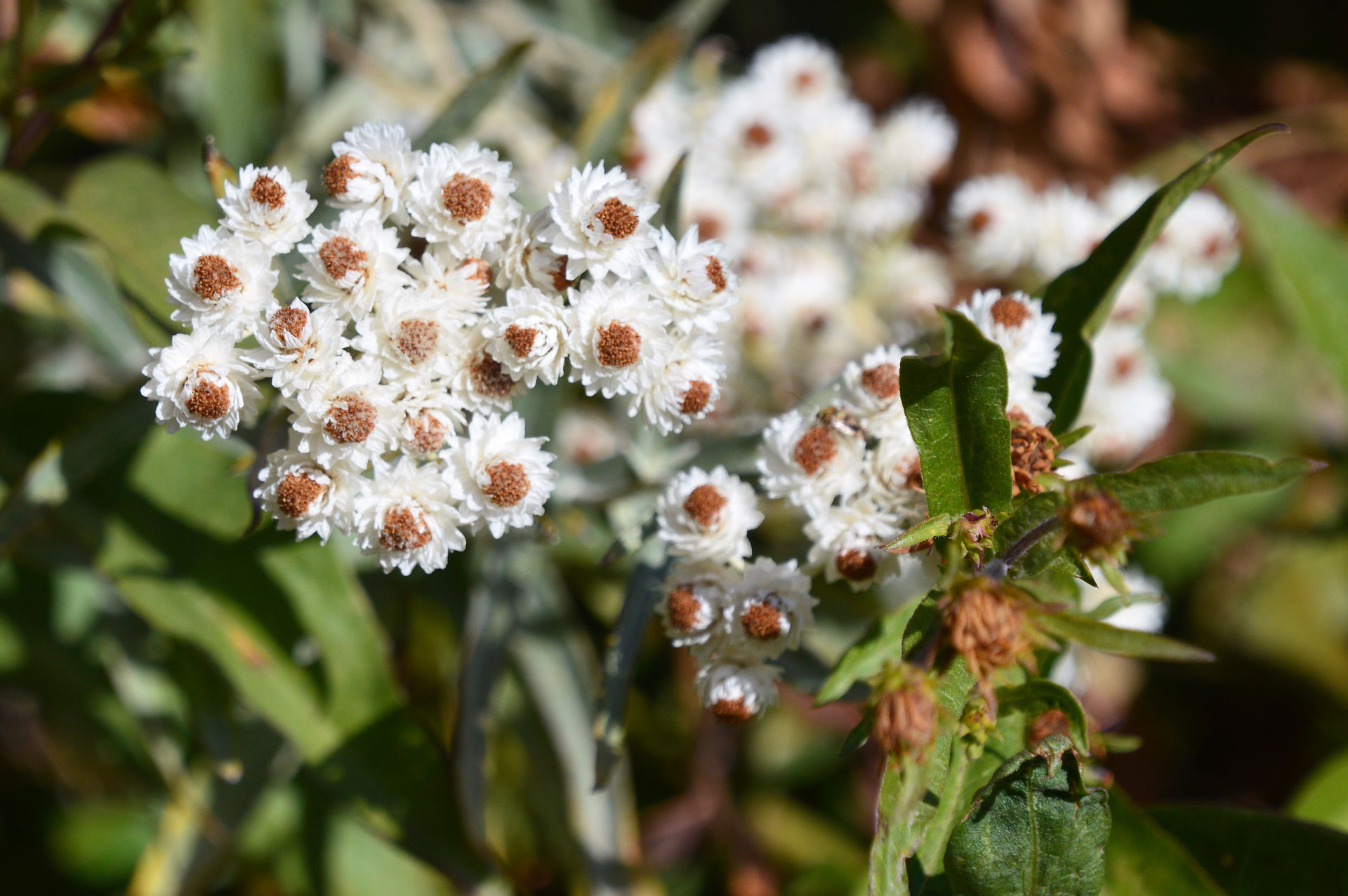 wildflowers on the Iceberg Lake tail in Glacier National Park