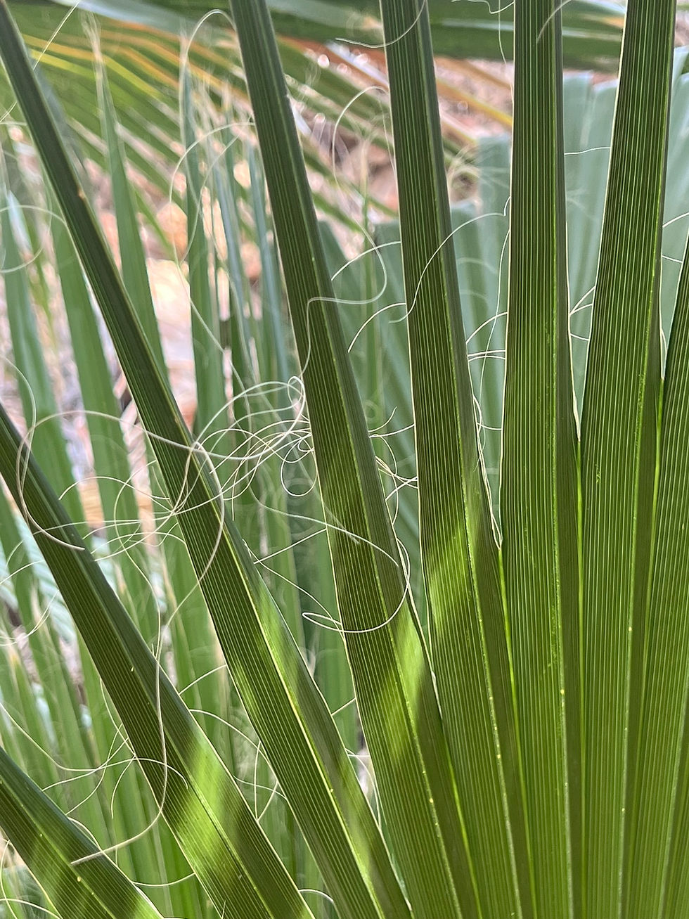 Closeup of the frond of a California Fan palm in Willis Palms Oasis