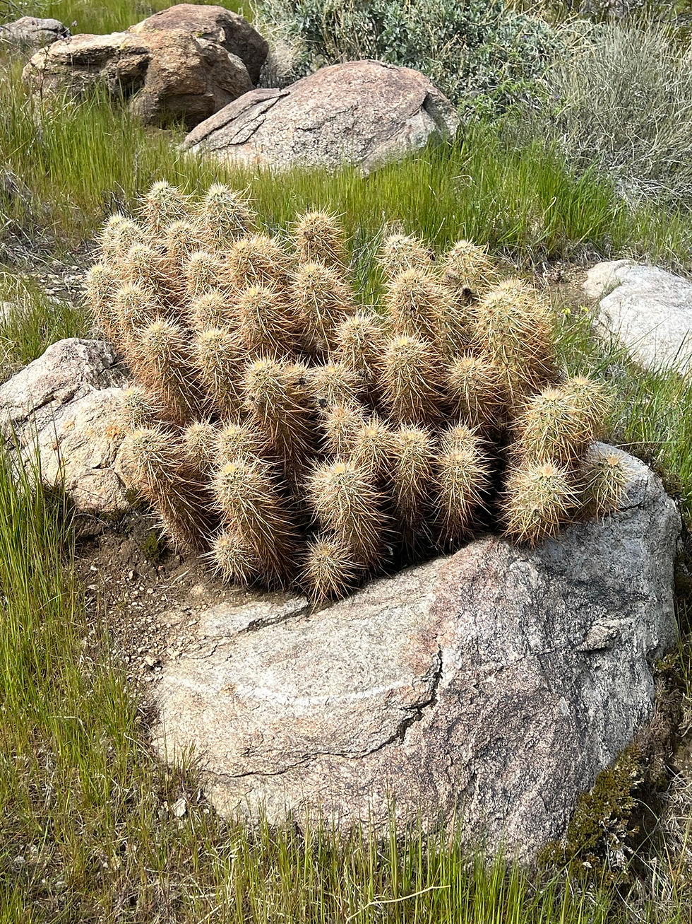 Engelmann’s hedgehog or Strawberry cactus growing in Oswit Canyon