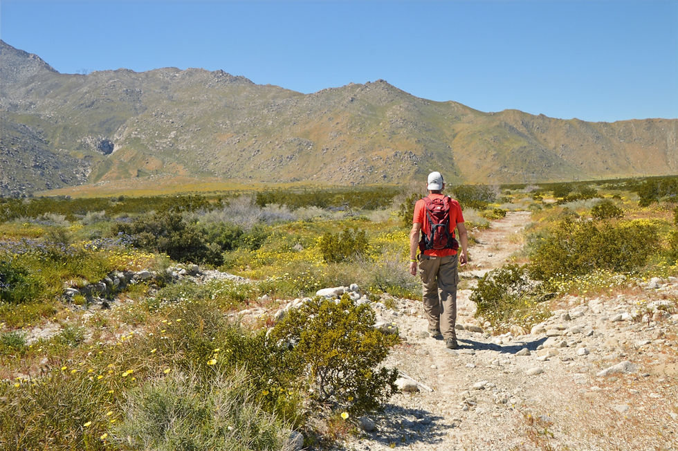 hiker walking on the sandy terrace heading back to the Vargas Palm Oasis trailhead