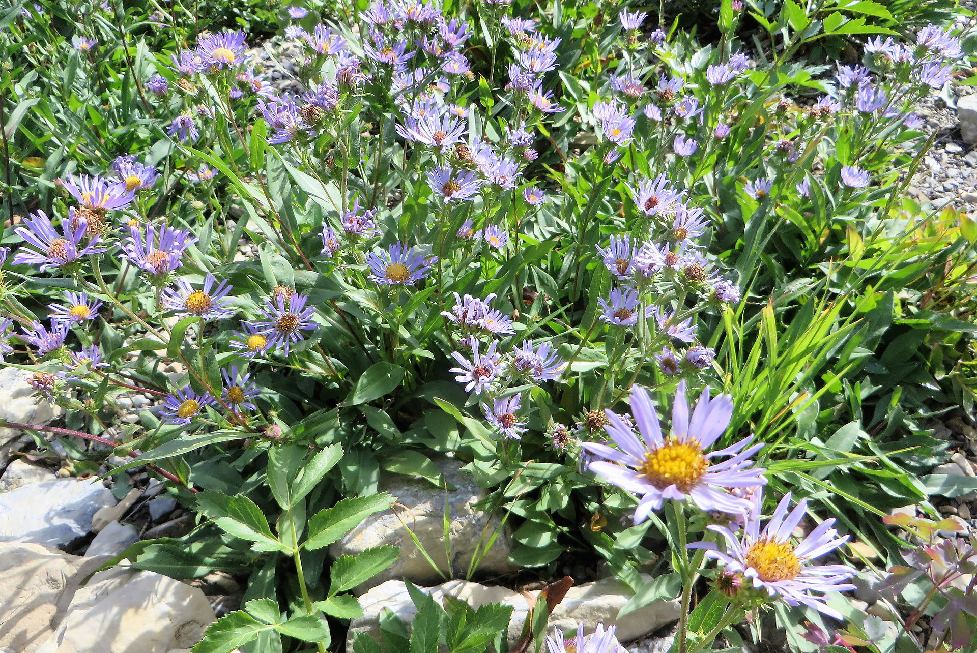 wildflowers on the Iceberg Lake tail in Glacier National Park
