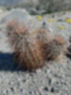 Engelmann's hedgehog cactus growing along the Vargas Palm Oasis trail