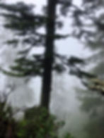 ree