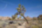 Joshua trees lining the Wall Street Mine trail
