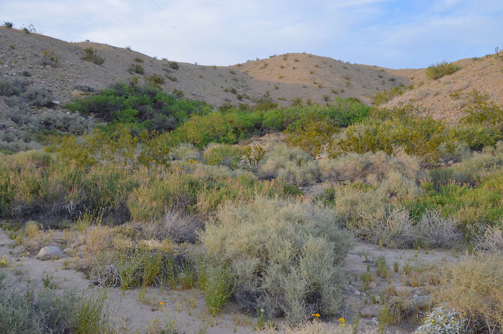 Dense plant growth on the Willis Palms Oasis trail