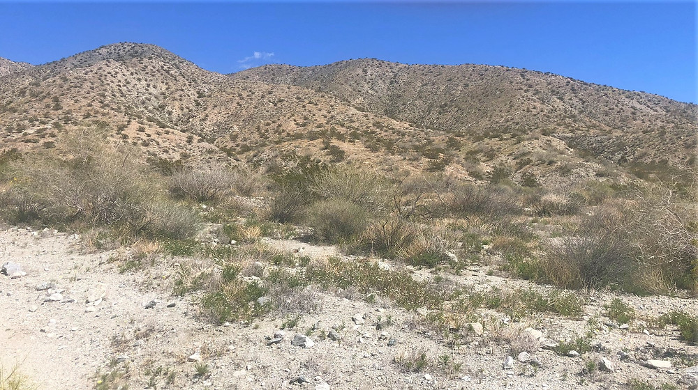 Hiking in foot hills of the Little San Bernardino mountains, Swiss Canyon trail