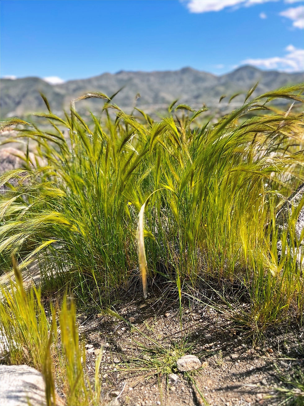 invasive grasses cover the ground at the start of the Oswit Canyon trail