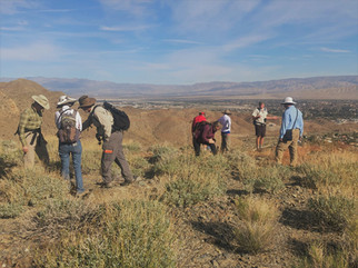 Friends of the Desert Mountains and UCR conducting plant surveys around sentinel plants in Coachella Valley