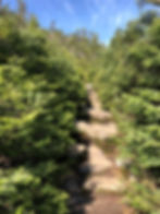 Gorge Brook trail continued up rocky switchbacks as trees grew shorter. Mt Moosilauke in NH. NH 4000 footer