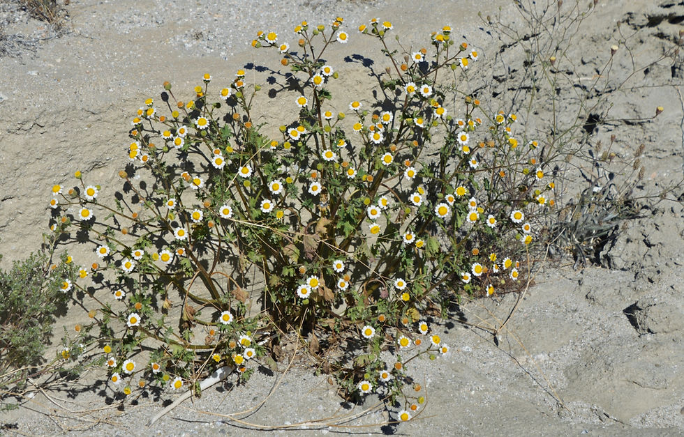 Emory rock daisies growing in the Skeleton Canyon