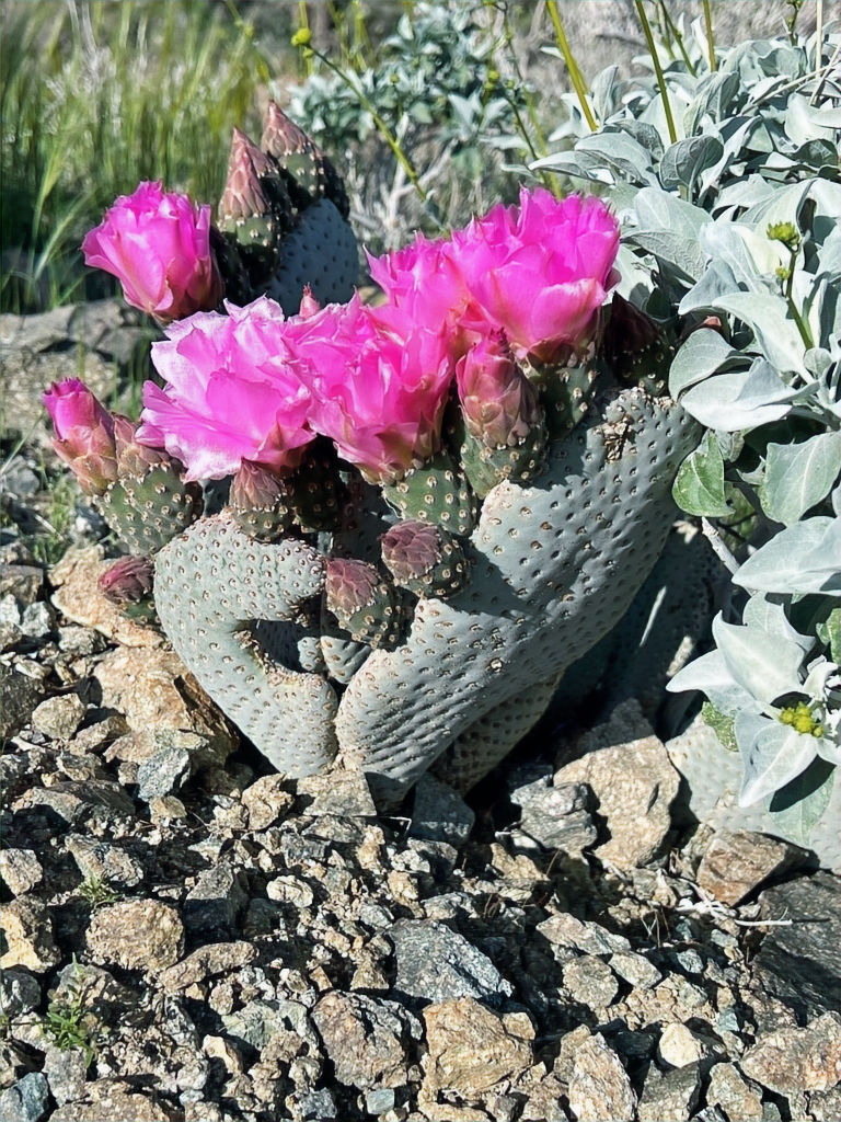 Magenta flowers on Beavertail cactus on Araby trail