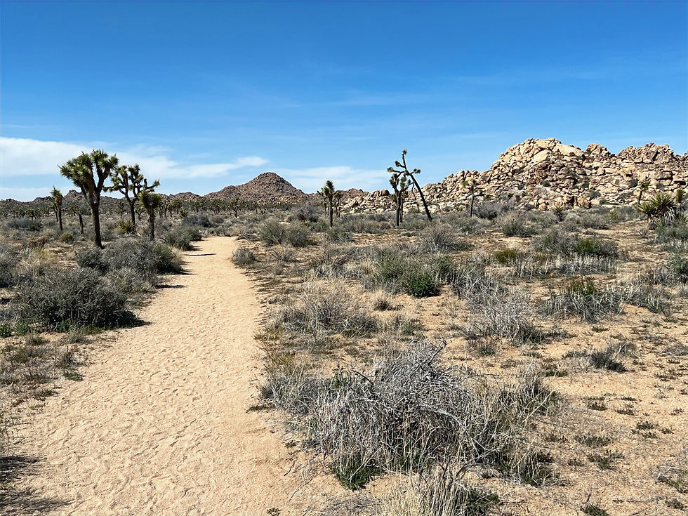 Flat Mojave desert landscape along Boy Scout Trail in Joshua Tree National Park