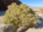 Flowering saltbush in Skeleton Canyon located in the Mecca Hills