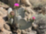 Flowering prickly pear cactus in Swiss Canyon in Little San Bernardino mountains