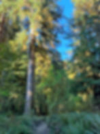 blue sky visible through dense tree canopy in Hoh Rainforest