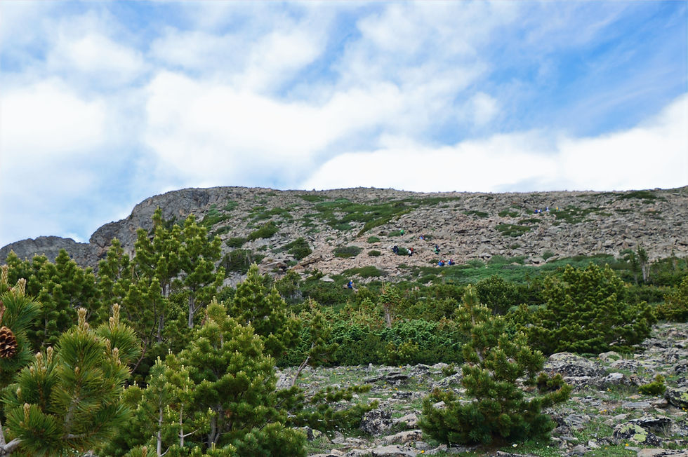 Approaching the tree line on the Flattop Mountain and Hallett Peak trail