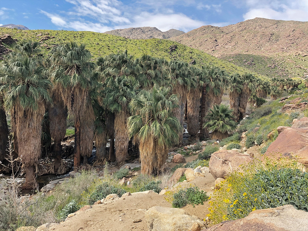 Washingtonia filifera or California fan palm palms grow along the waters edge in Murray Canyon in Agua Caliente Reservation