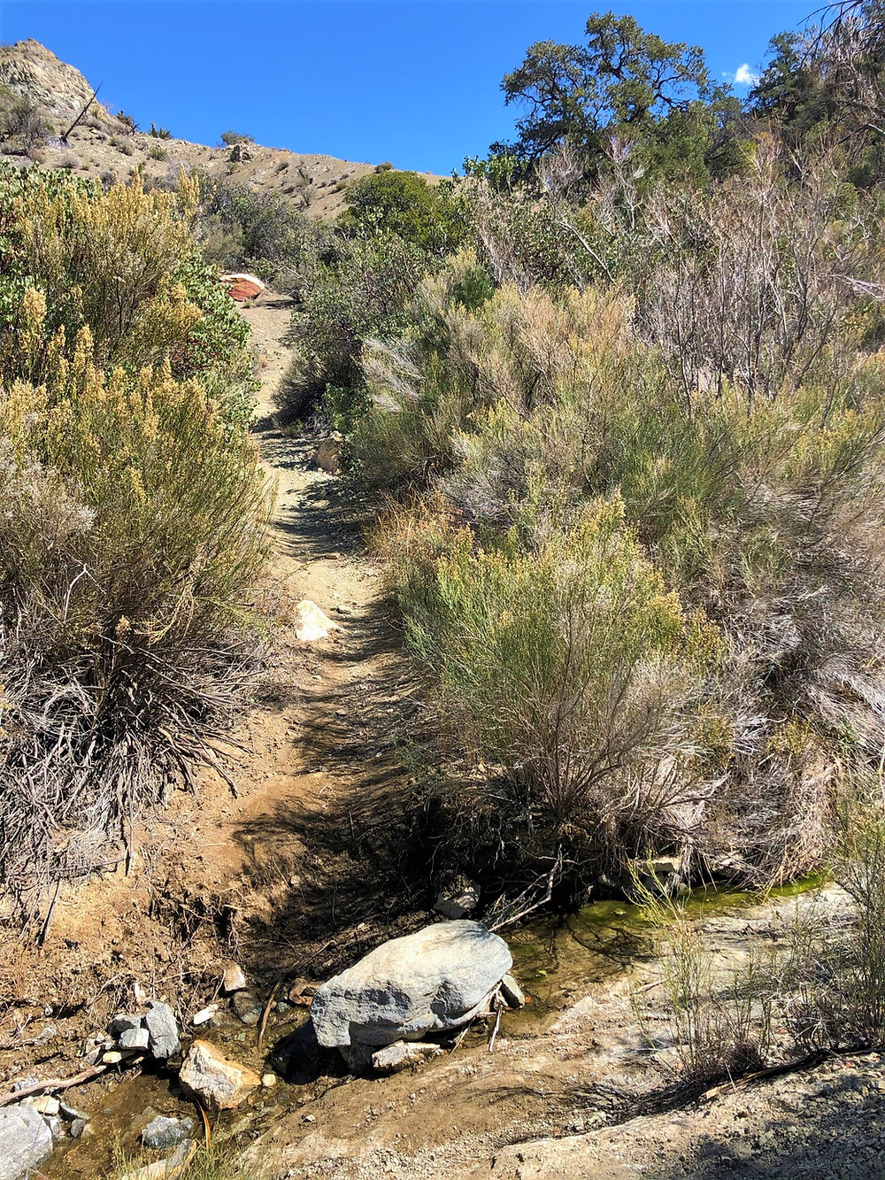 Creek along the Cactus Springs trail in the Santa Rosa Mountain Wilderness