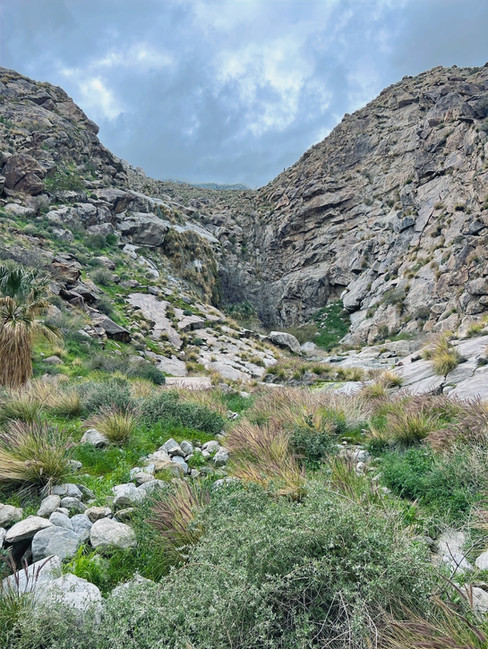 Lush plant life in Oswit Canyon