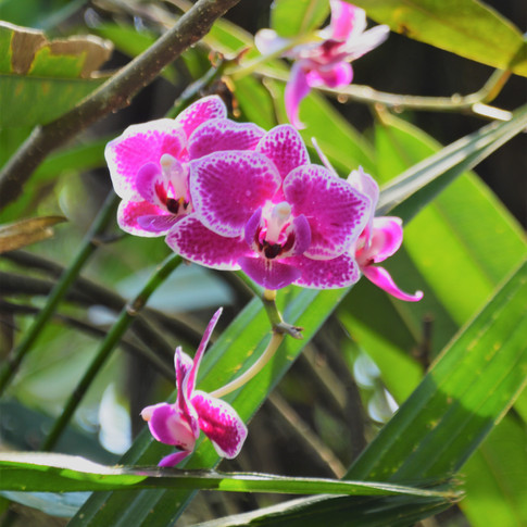 Tropical flowers blooming in the Rainforest Biome in the Eden Project in Cornwall, England