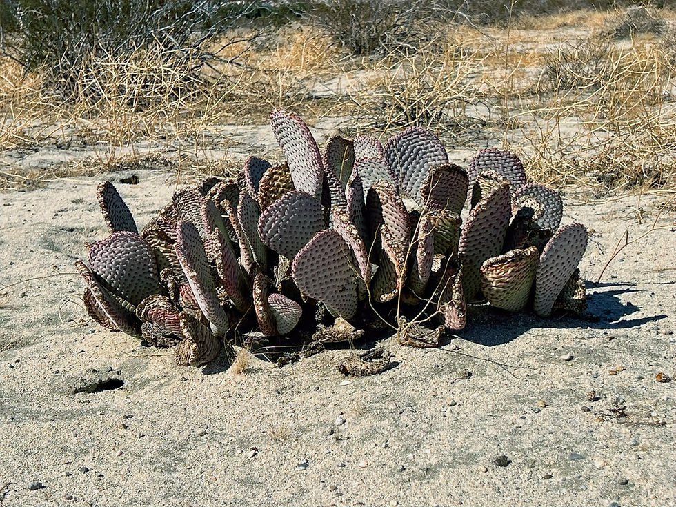 Beavertail cactus along the Kim Nicol trail