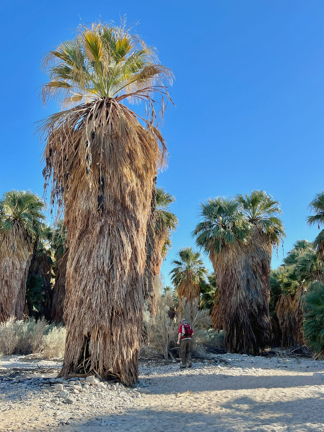 towering desert fan palms rise above Hidden Palms Oasisthe hiker in 