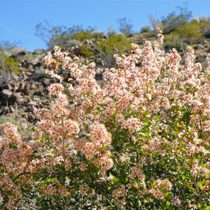  flowering desert apricot in Fern Canyon