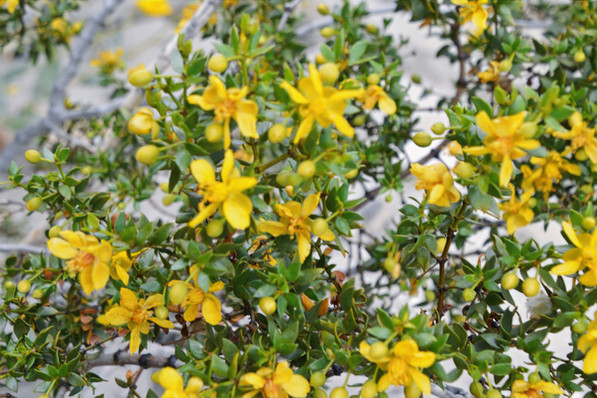 Closeup of flowering creosote bush on the Indio Badlands trail