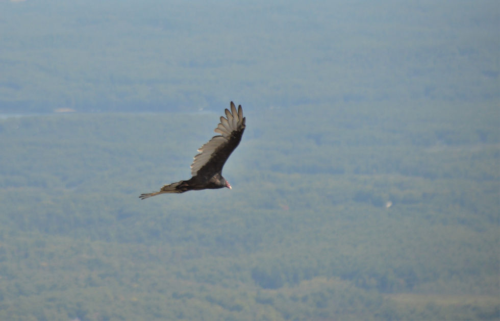 Turkey vulture flying above Mount Monadnock