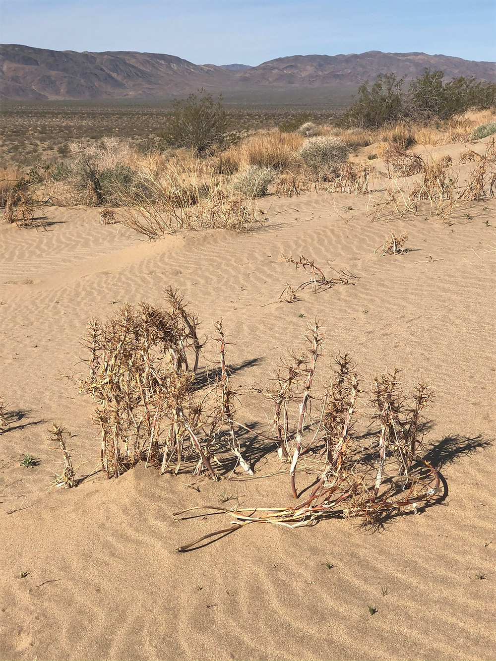 Hiking across Turkey Flats to reach Pinto Mountain in Joshua Tree National Park