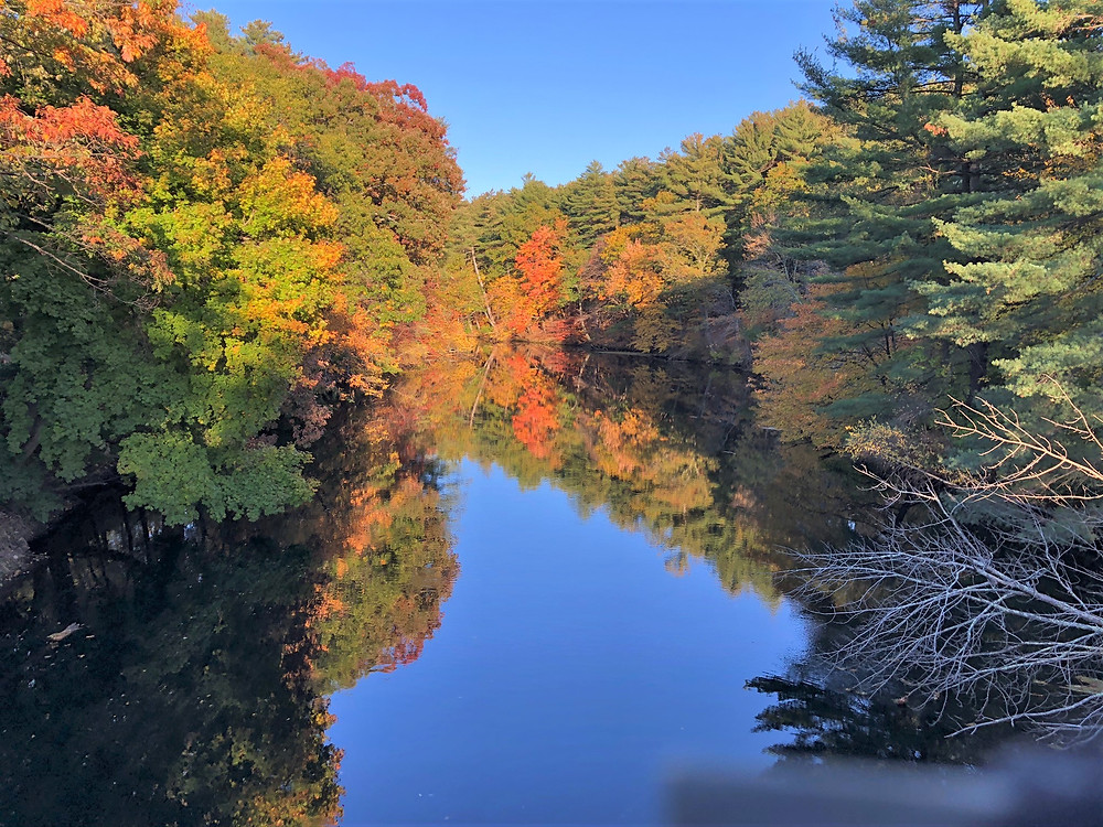 Fall colors in tree along Nashua River in Mine Falls Park in Nashua NH