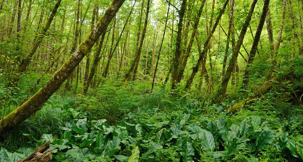 Forests around Fort Clatsop have recovered after heavy logging during the 18th and 19th century