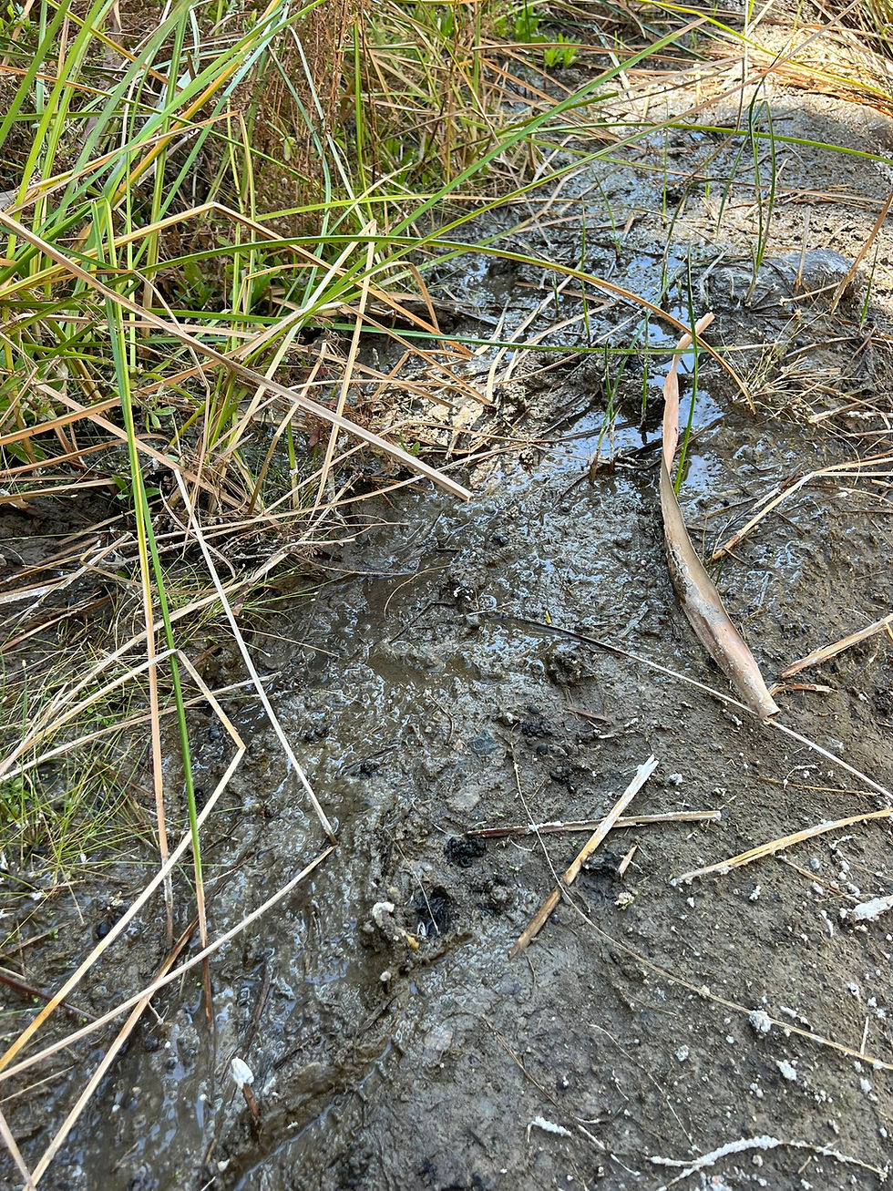 Water seeping to the surface of the desert along the San Andreas Fault