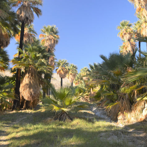 Hiking Willis Palms Oasis: Where the San Andreas Fault Breathes Water