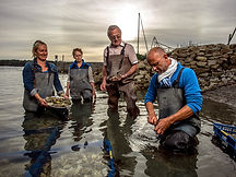 Oysters farm in France