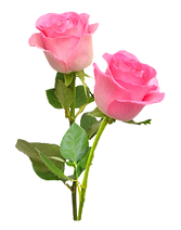 Untitled - 2025-09-23T001050_edited_edited_edited.png