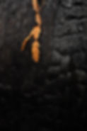 redwood2.jpg