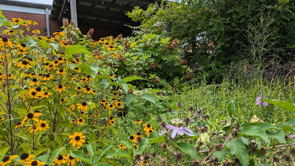 PollinatorGarden.jpg